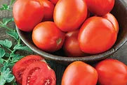 Freeman Herbs - Organic Roma Tomato 4.5  Plant For Cheap