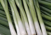 Freeman Herbs - Organic Green Onion 4.5  Plant Online now