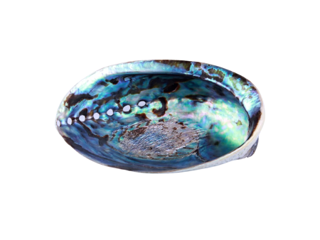 Abalone Shell For Cleansing Online Sale